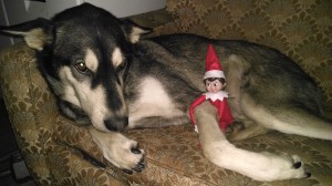 Elf on the Shelf
