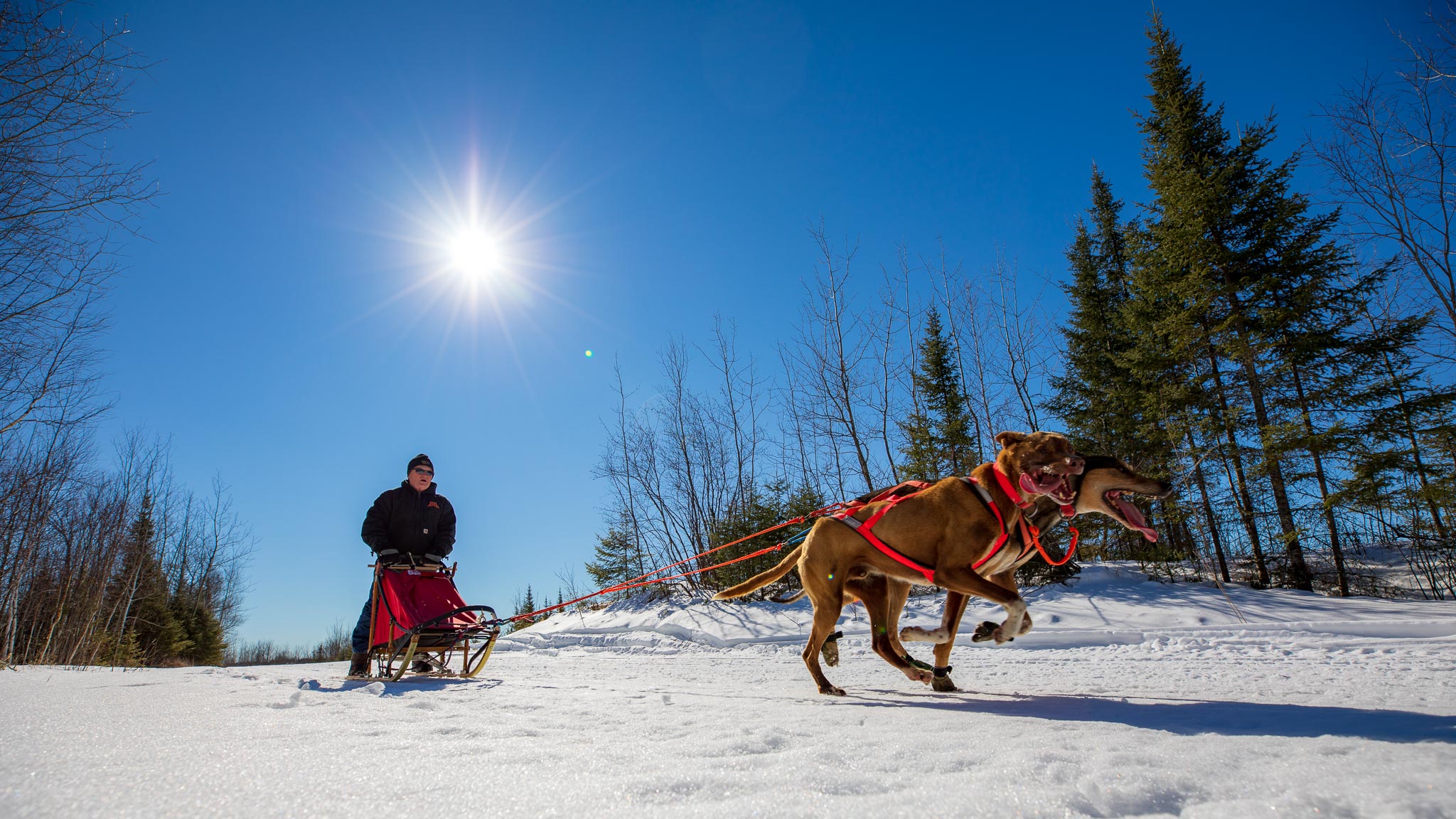 dog sled tours duluth mn