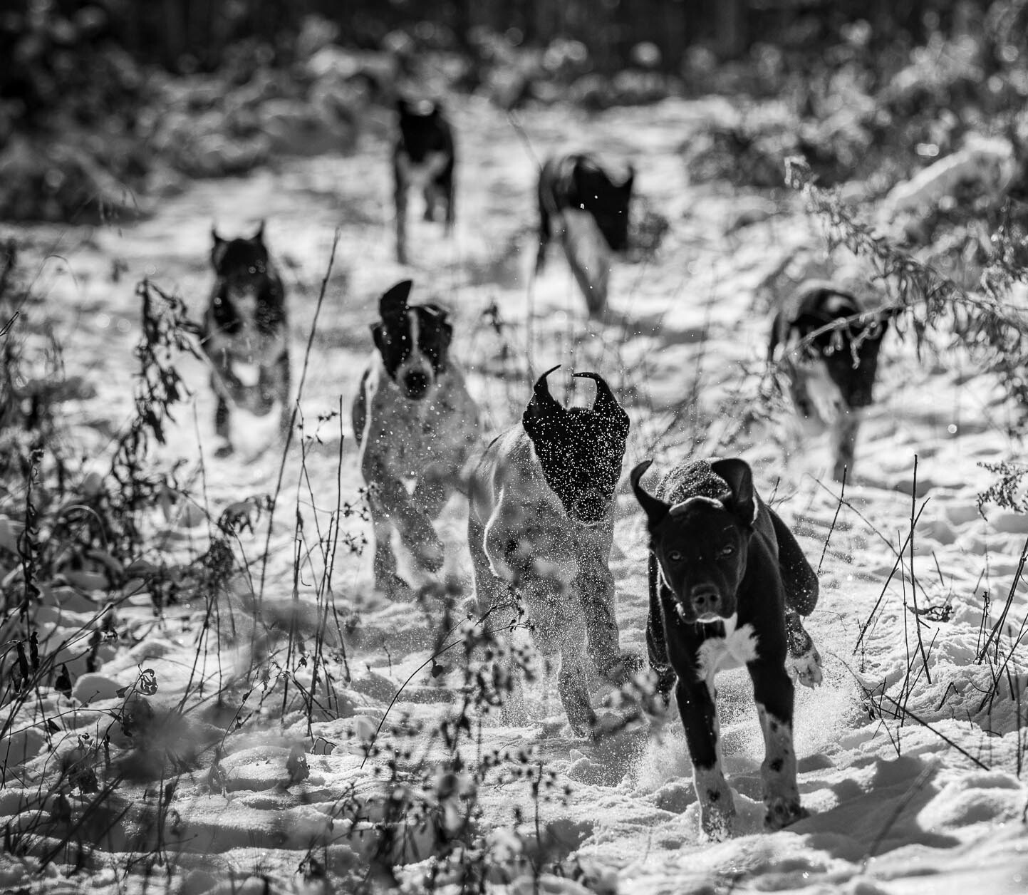 Sled Dogs for Sale Endurance Kennels LLC